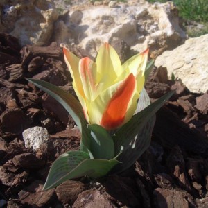 Tulipano