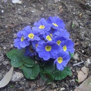 Primula