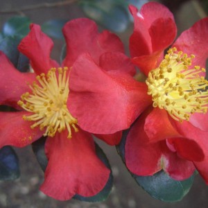 Camelia Sasanqua Yuletide