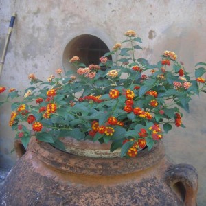 Lantana Camara