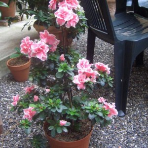 Azalea