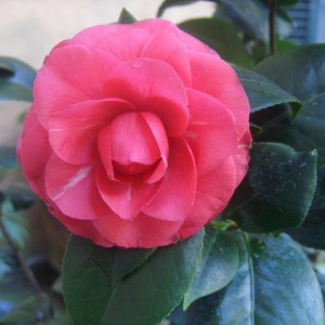 Camelia Japonica non identificata