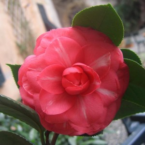 Camelia Japonica non identificata