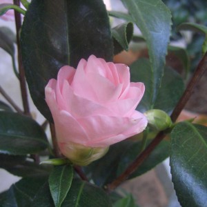 Camelia Japonica Hagoromo