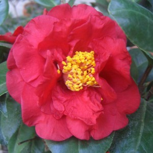 Camelia Japonica Dr.Burnside