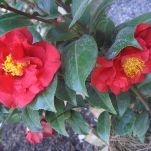 Camelia Japonica Dr.Burnside