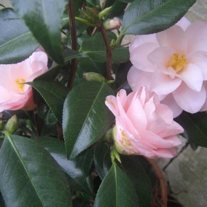 Camelia Japonica Hagoromo