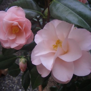 Camelia Japonica Hagoromo