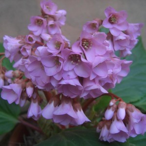 Bergenia