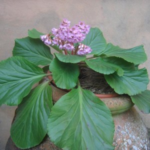 Bergenia