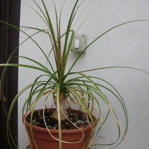 Nolina recurvata &