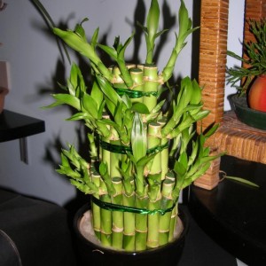 Lucky Bamboo - Feb