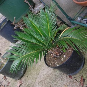 Cycas - Negozio D