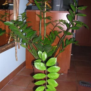 Zamioculcas zamii&