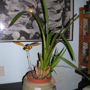 Orchidea - Cymbid&#