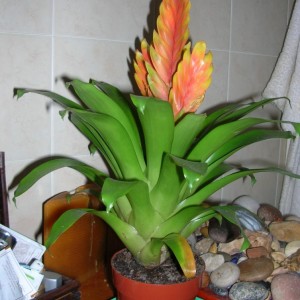 Bromelia - Vriese