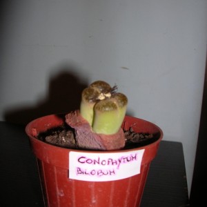Conophytum bilob