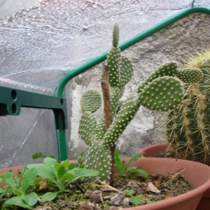 Opuntia microdasy