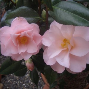 Camelia Japonica Hagoromo