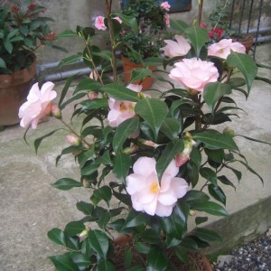 Camelia Japonica Hagoromo