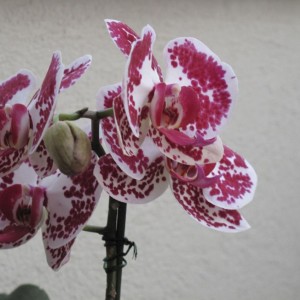 orchidea 002.