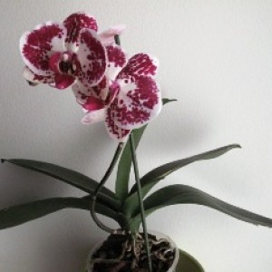 orchidea 001.