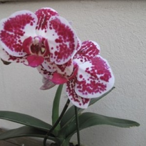 orchidea 003.