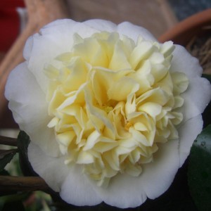 Camelia Japonica Gwenneth Morey