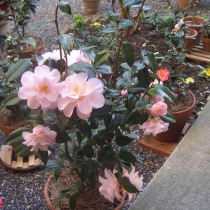 Camelia Japonica Hagoromo