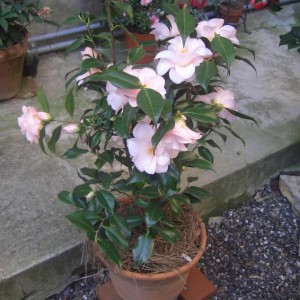 Camelia Japonica Hagoromo