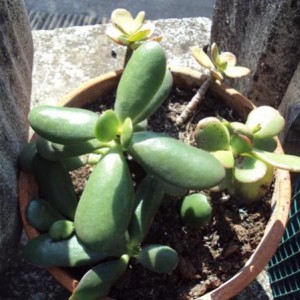 Crassula ovata e &#