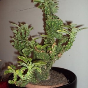 Euphorbia Neriifolia crestato