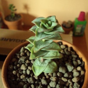 Crassula Perforata