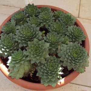 Sempervivum tectorum