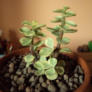 Crassula afra variegata (Portulacea variegata)