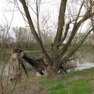 il mio adige