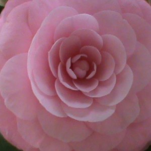 camelia japonica pearl maxwell