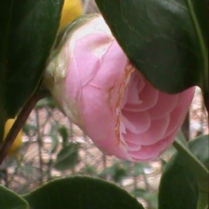 camelia japonica pearl maxwell