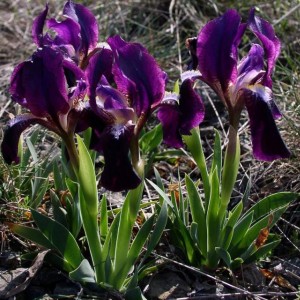 Iris lutescens.