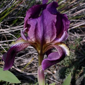 Iris lutescens..