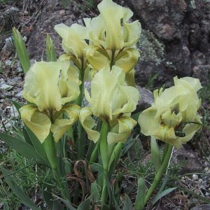 Iris lutescens,.