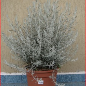 eremophila nivea