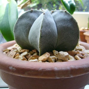 astrophytum.