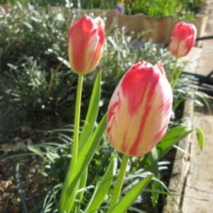 Tulipa darwin hyb