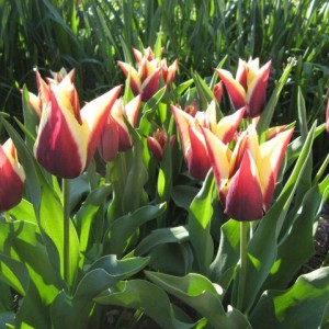 Tulipa Gavota_2655