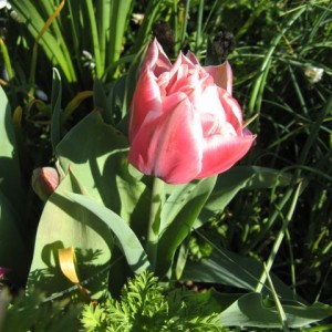 Tulipa Double Lat&#