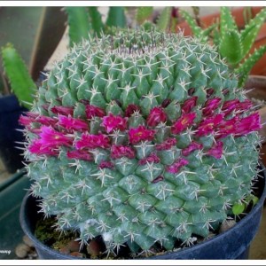 mammillaria mistax A