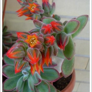 echeveria pulvinata fiore