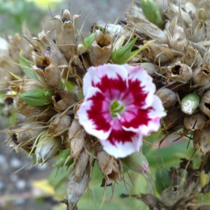 fiori al monastero in Romania.