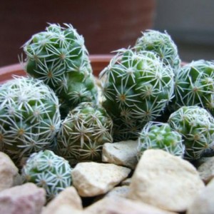 mammillaria gracilis